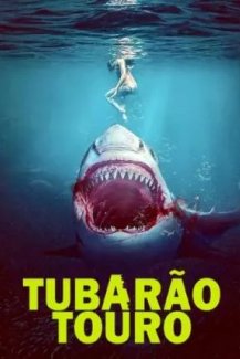 Tubarão-Touro